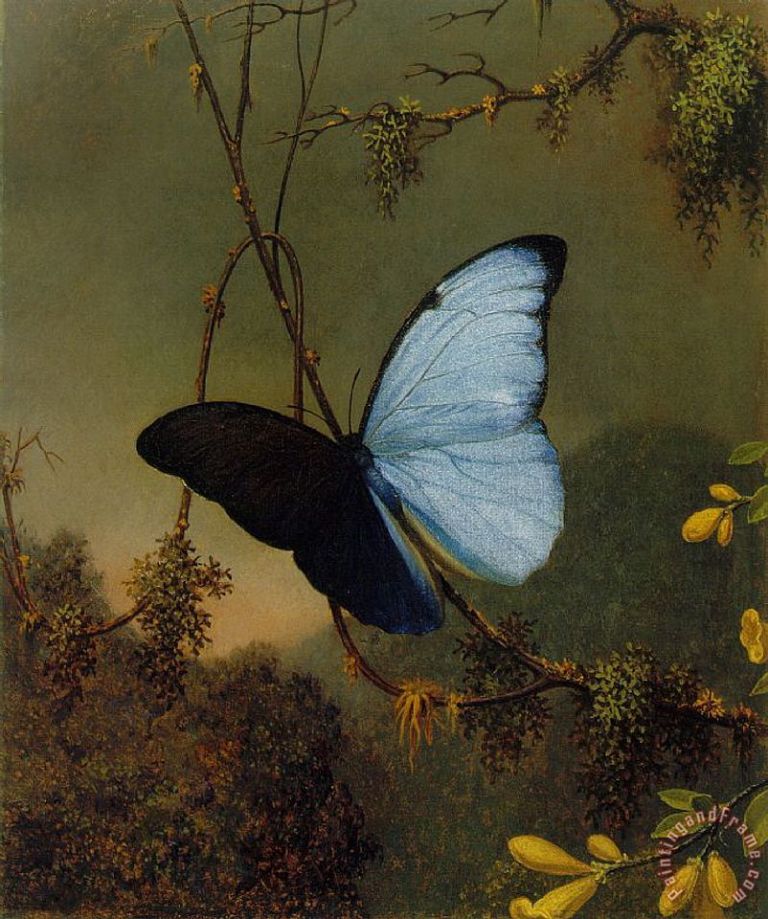 blue_morpho_butterfly